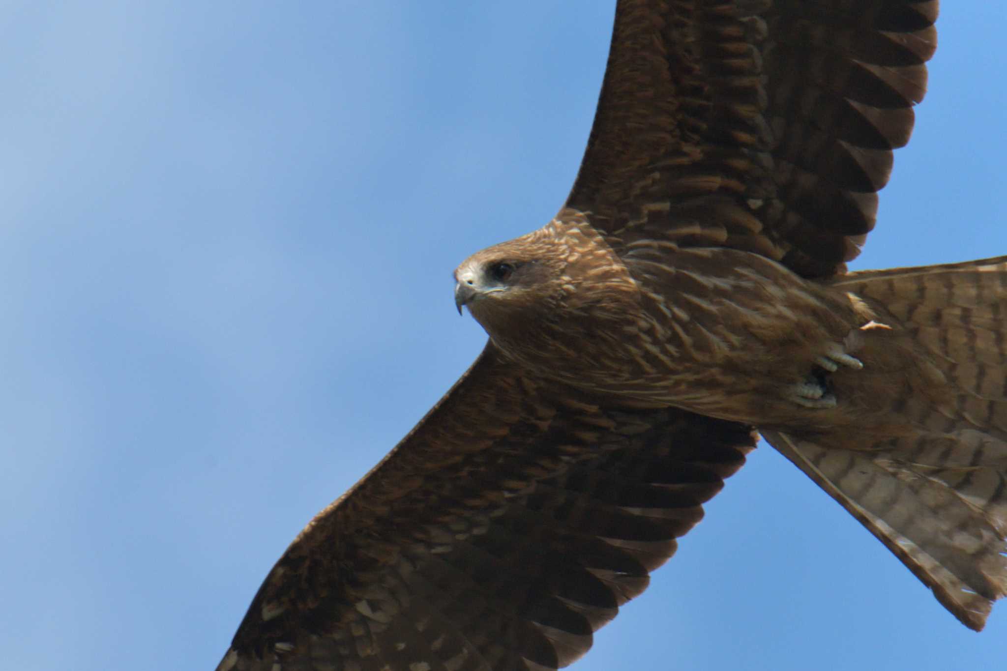 Black Kite