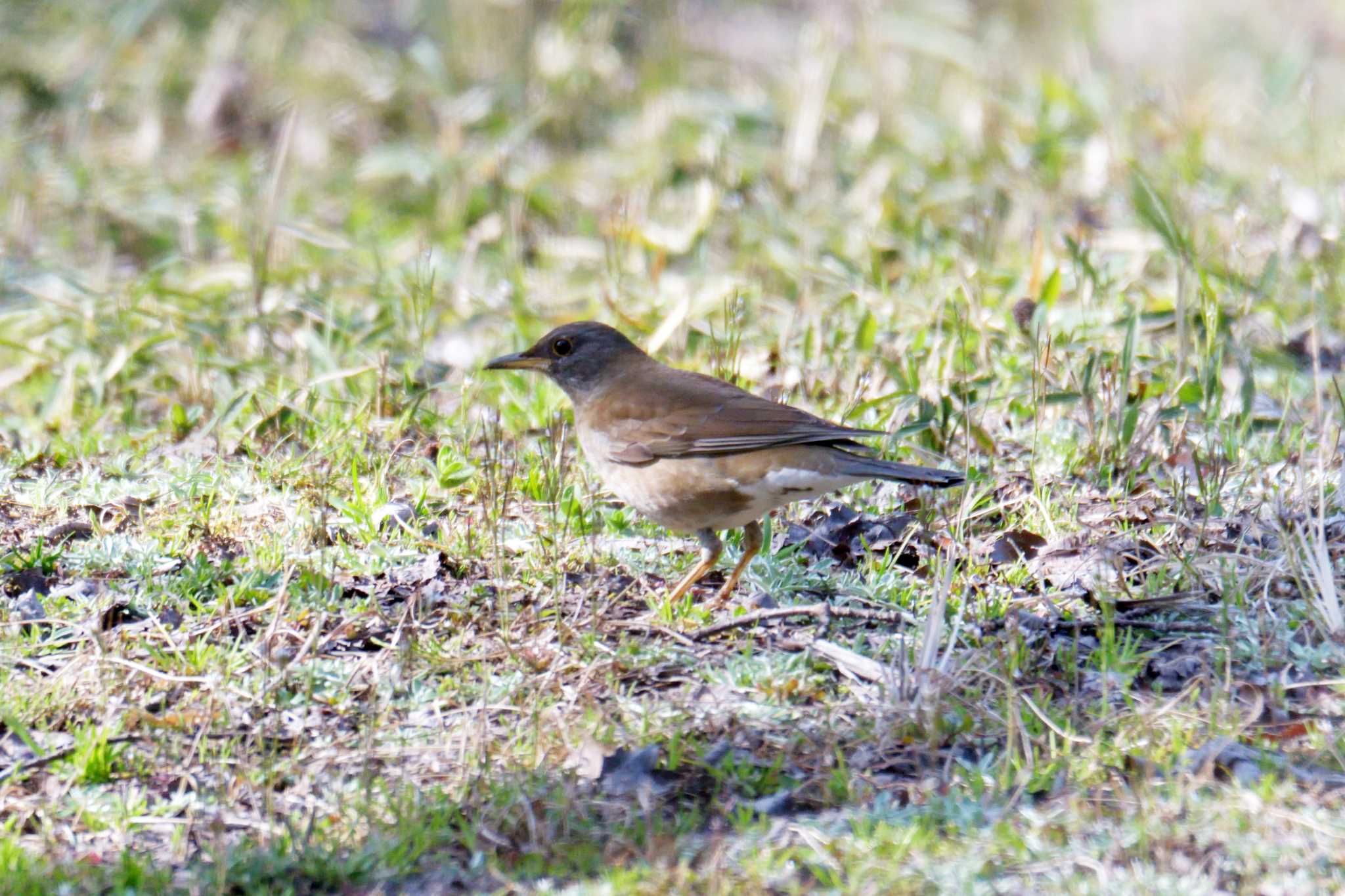 Photo of Pale Thrush at Mie-ken Ueno Forest Park by masatsubo