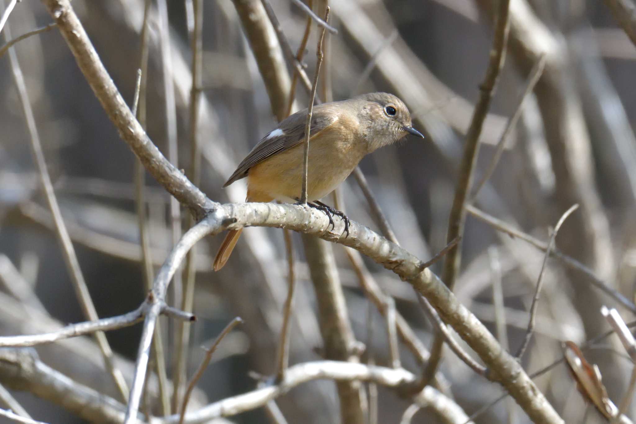 Daurian Redstart