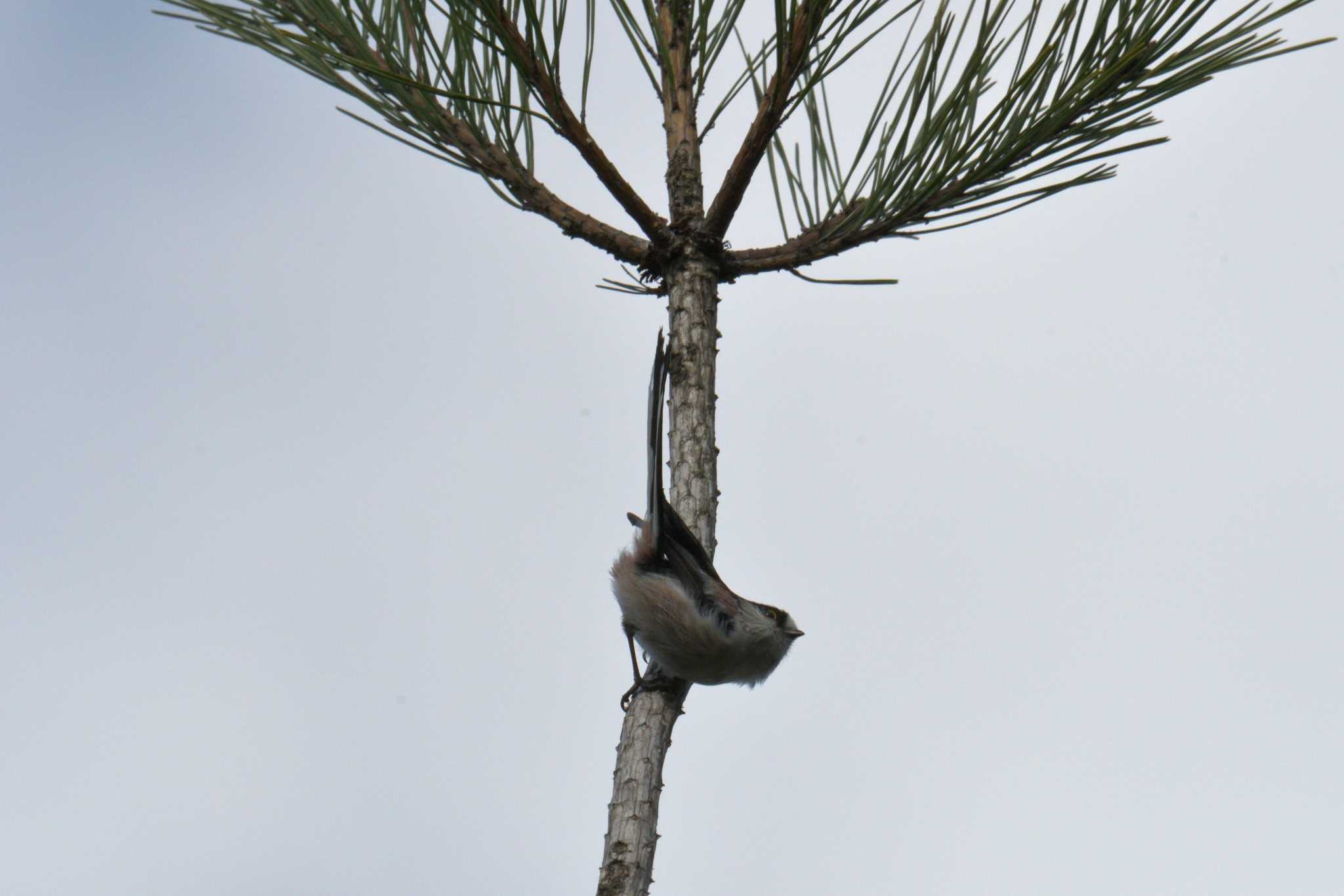 Long-tailed Tit