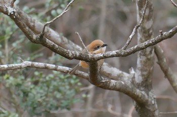 モズ 三重県上野森林公園 2019年3月24日(日)