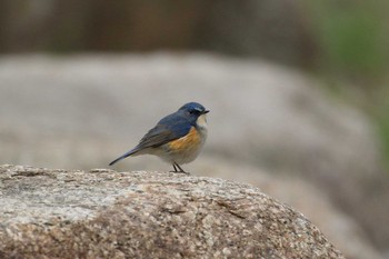 ルリビタキ 烏原貯水池 2019年3月24日(日)