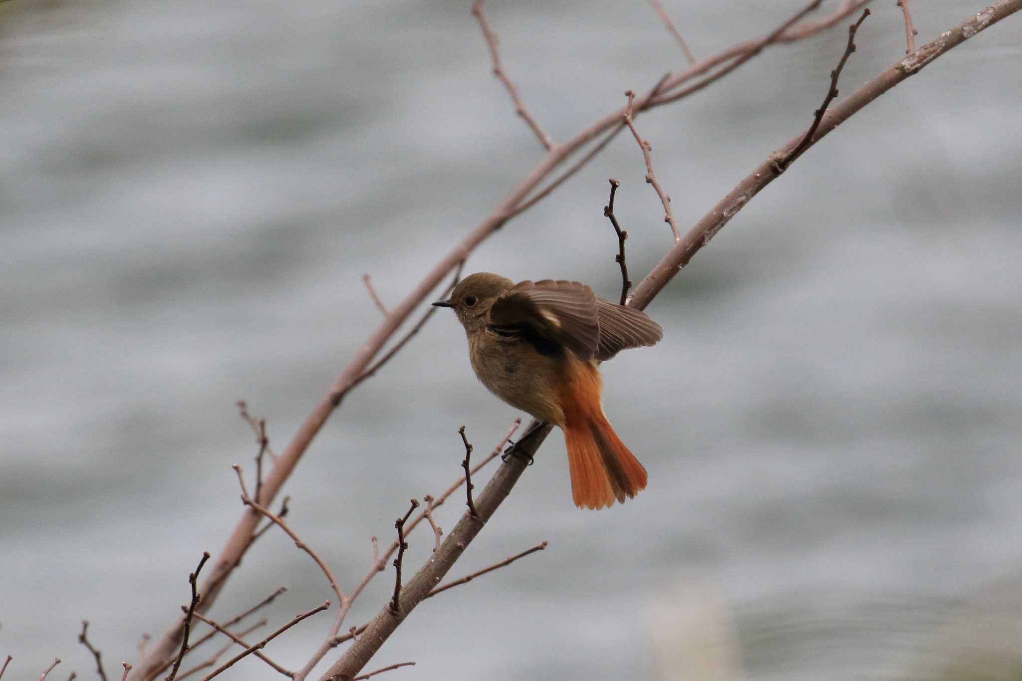 Photo of Daurian Redstart at 烏原貯水池 by 明石のおやじ