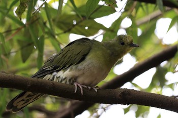 2019年3月24日(日) 烏原貯水池の野鳥観察記録