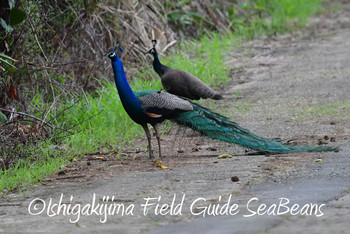 Indian Peafowl Ishigaki Island Sun, 3/24/2019