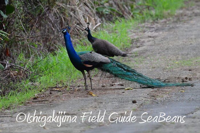 Photo of Indian Peafowl at Ishigaki Island by 石垣島バードウオッチングガイドSeaBeans