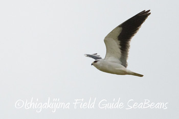 カタグロトビ 石垣島 2019年3月24日(日)