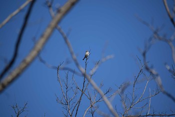 スズメ 多摩川二ヶ領宿河原堰 2019年3月24日(日)