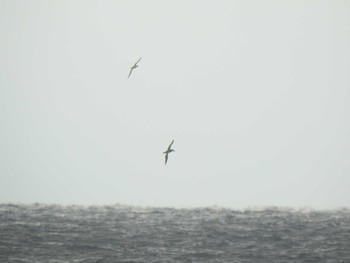 Black-footed Albatross