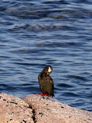 Spectacled Guillemot 北海道 根室市 Wed, 2/26/2014