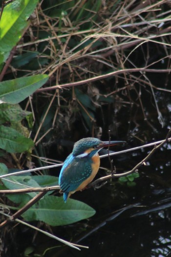 Common Kingfisher 境川遊水地公園 Sun, 2/24/2019