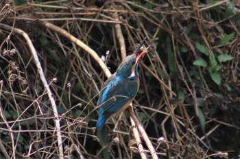 Common Kingfisher 境川遊水地公園 Sun, 2/24/2019