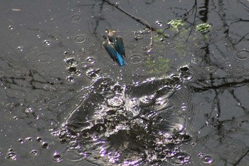 Common Kingfisher 境川遊水地公園 Sun, 2/24/2019