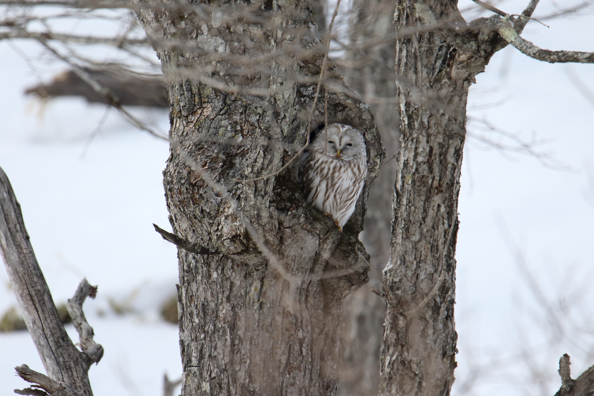 Photo of Ural Owl at 鶴居村 by マイク