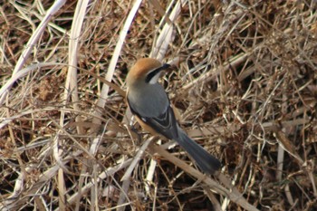 Bull-headed Shrike 境川遊水地公園 Sun, 2/24/2019