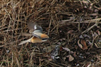 Bull-headed Shrike 境川遊水地公園 Sun, 2/24/2019