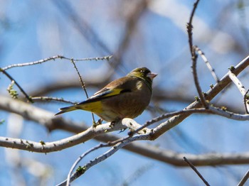 カワラヒワ 秋ヶ瀬公園 2019年3月24日(日)