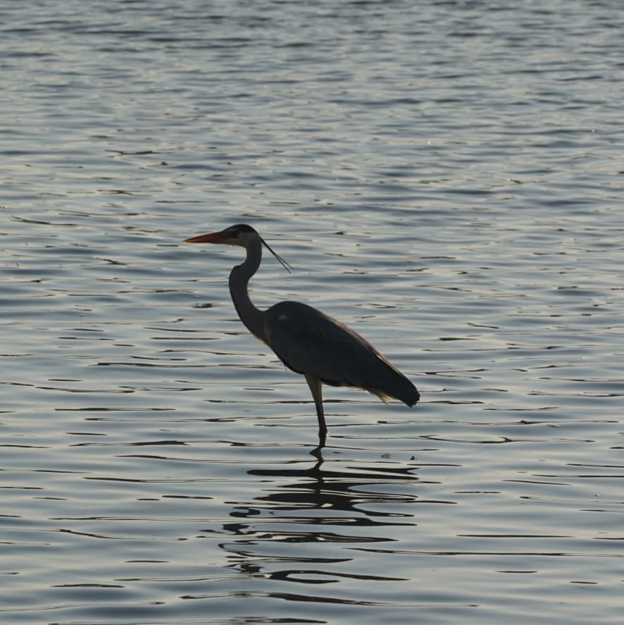 Photo of Grey Heron at 平潟湾 by misa X