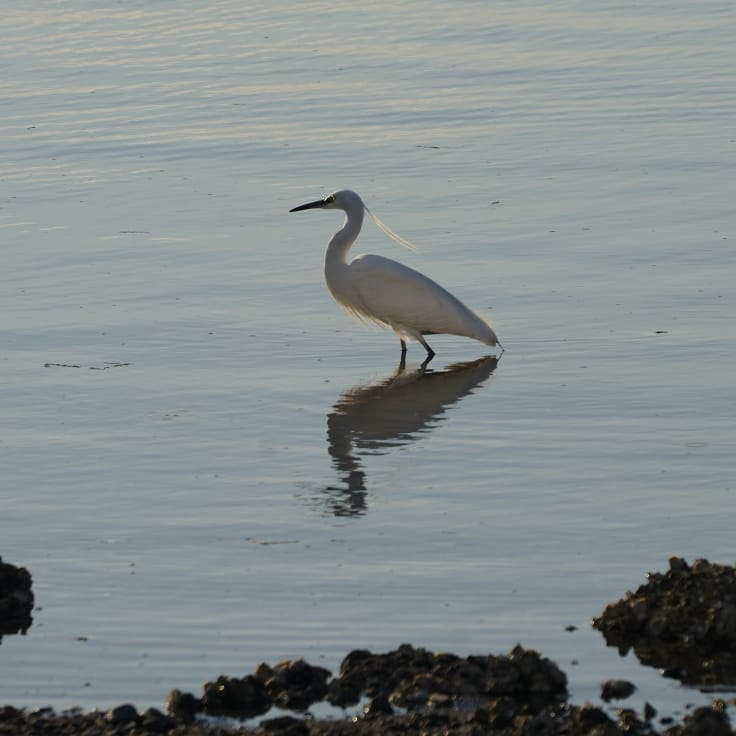 Photo of Little Egret at 平潟湾 by misa X