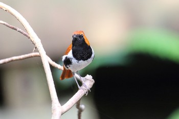 アカヒゲ 奄美自然観察の森 2019年3月21日(木)