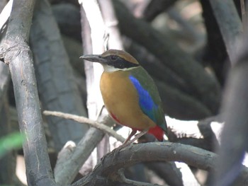 Mangrove Pitta