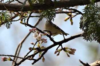 キクイタダキ 水元公園 2019年3月25日(月)