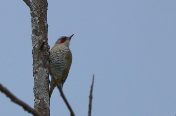 Japanese Green Woodpecker 定光寺 Fri, 3/22/2019