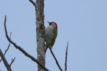 Japanese Green Woodpecker 定光寺 Fri, 3/22/2019