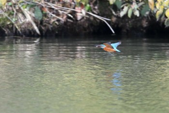 Common Kingfisher 定光寺公園 Fri, 3/22/2019