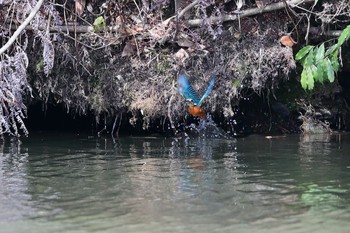 カワセミ 定光寺公園 2019年3月22日(金)