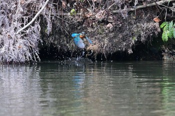 Common Kingfisher 定光寺公園 Fri, 3/22/2019