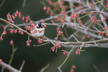 Meadow Bunting 定光寺 Sat, 3/23/2019