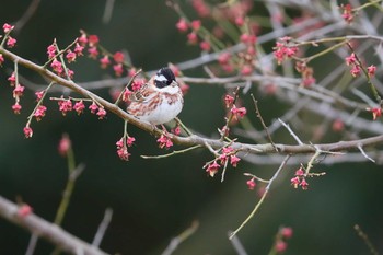 Meadow Bunting 定光寺 Sat, 3/23/2019