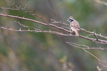 Meadow Bunting 定光寺 Sat, 3/23/2019