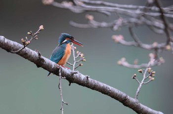 カワセミ 定光寺公園 2019年3月23日(土)