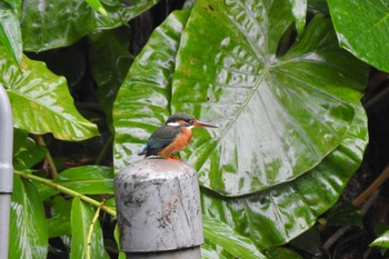 2019年3月25日(月) 台北植物園の野鳥観察記録