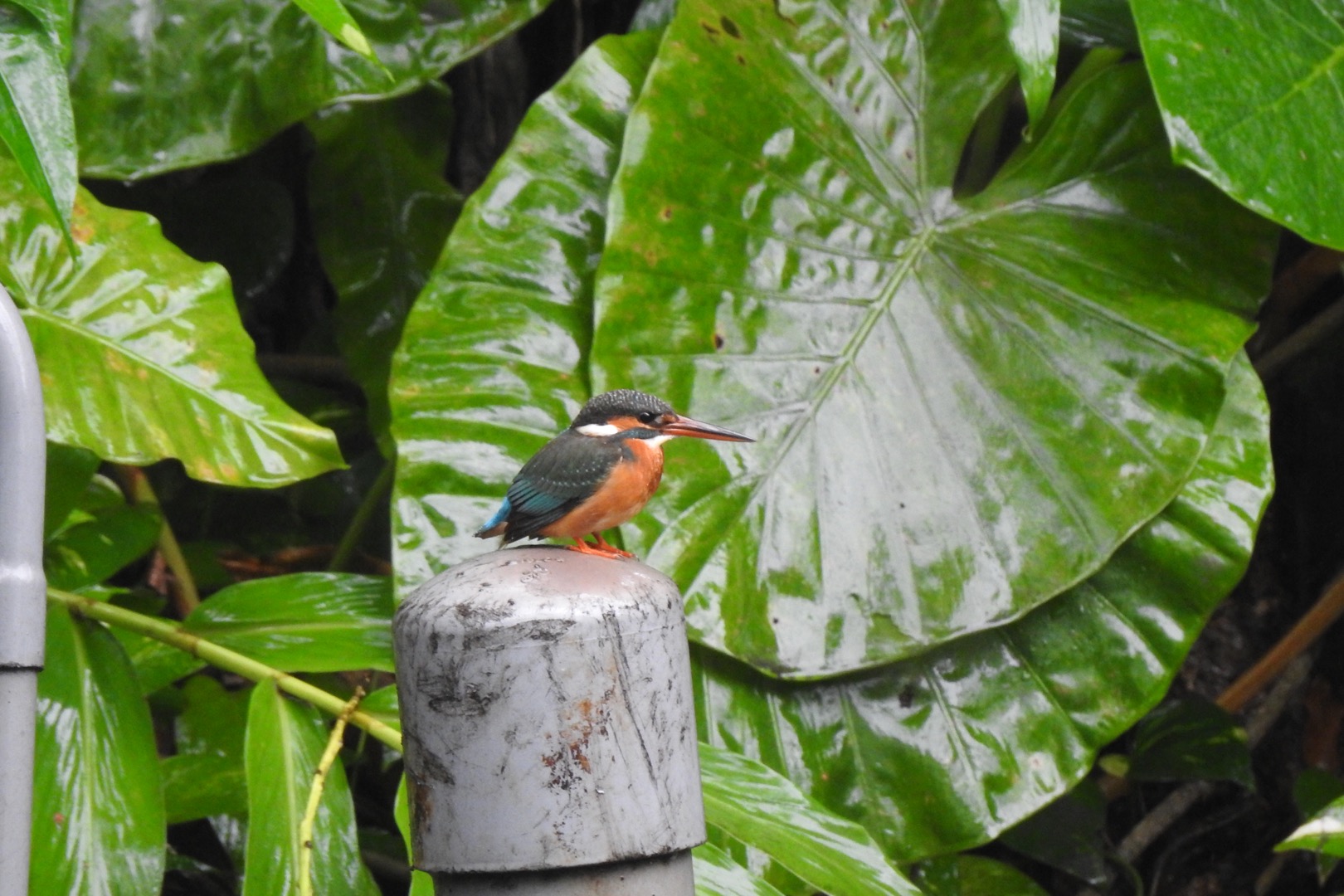 Common Kingfisher