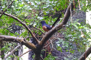 White-rumped Shama 台北植物園 Mon, 3/25/2019