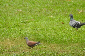 Red Collared Dove 大安森林公園 Mon, 3/25/2019