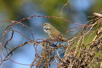 2019年3月25日(月) 加木屋緑地の野鳥観察記録