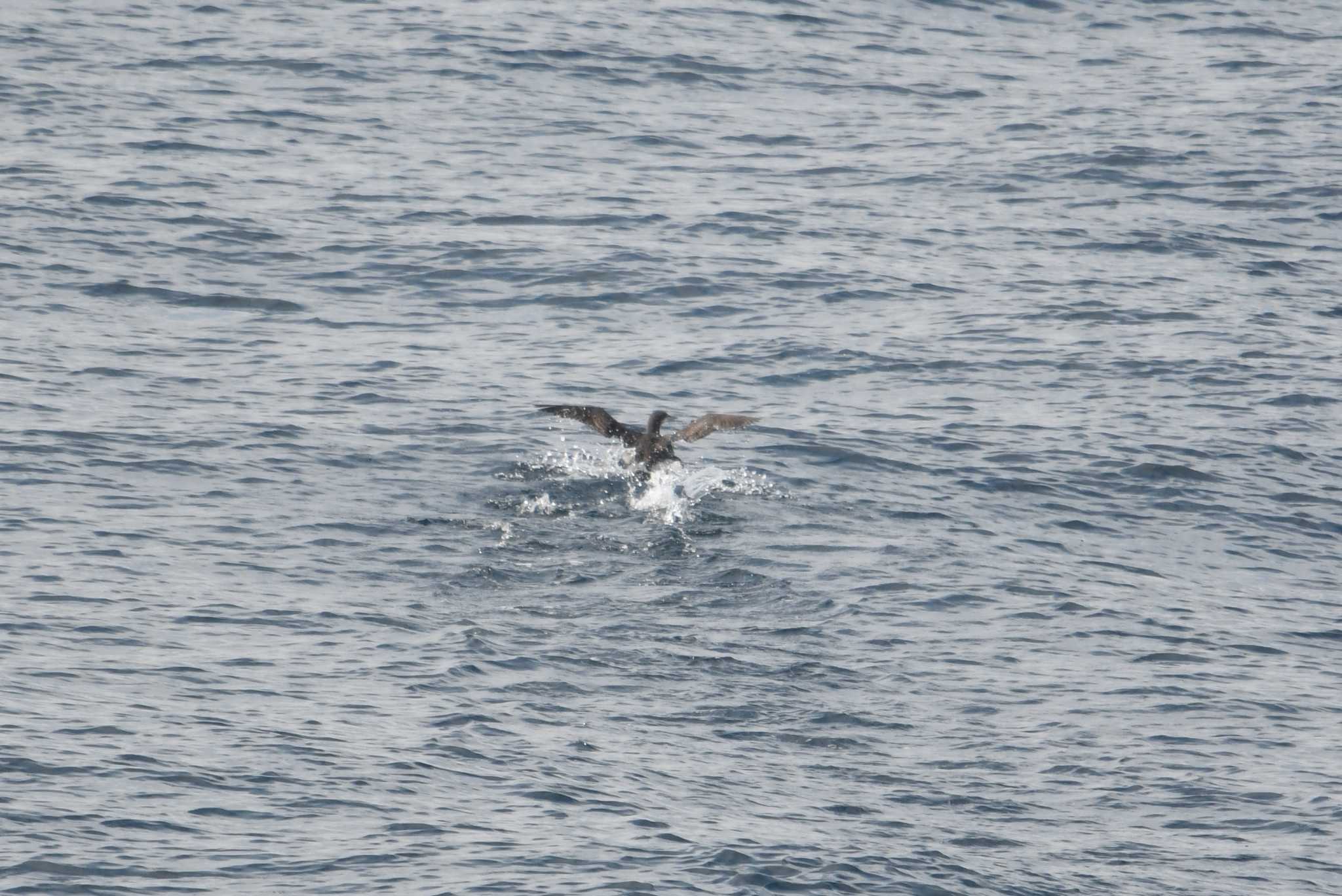 Pacific Loon