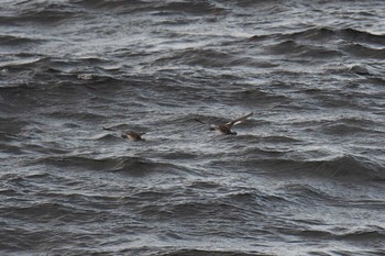 Red-necked Grebe 大洗-苫小牧航路 Sat, 3/16/2019