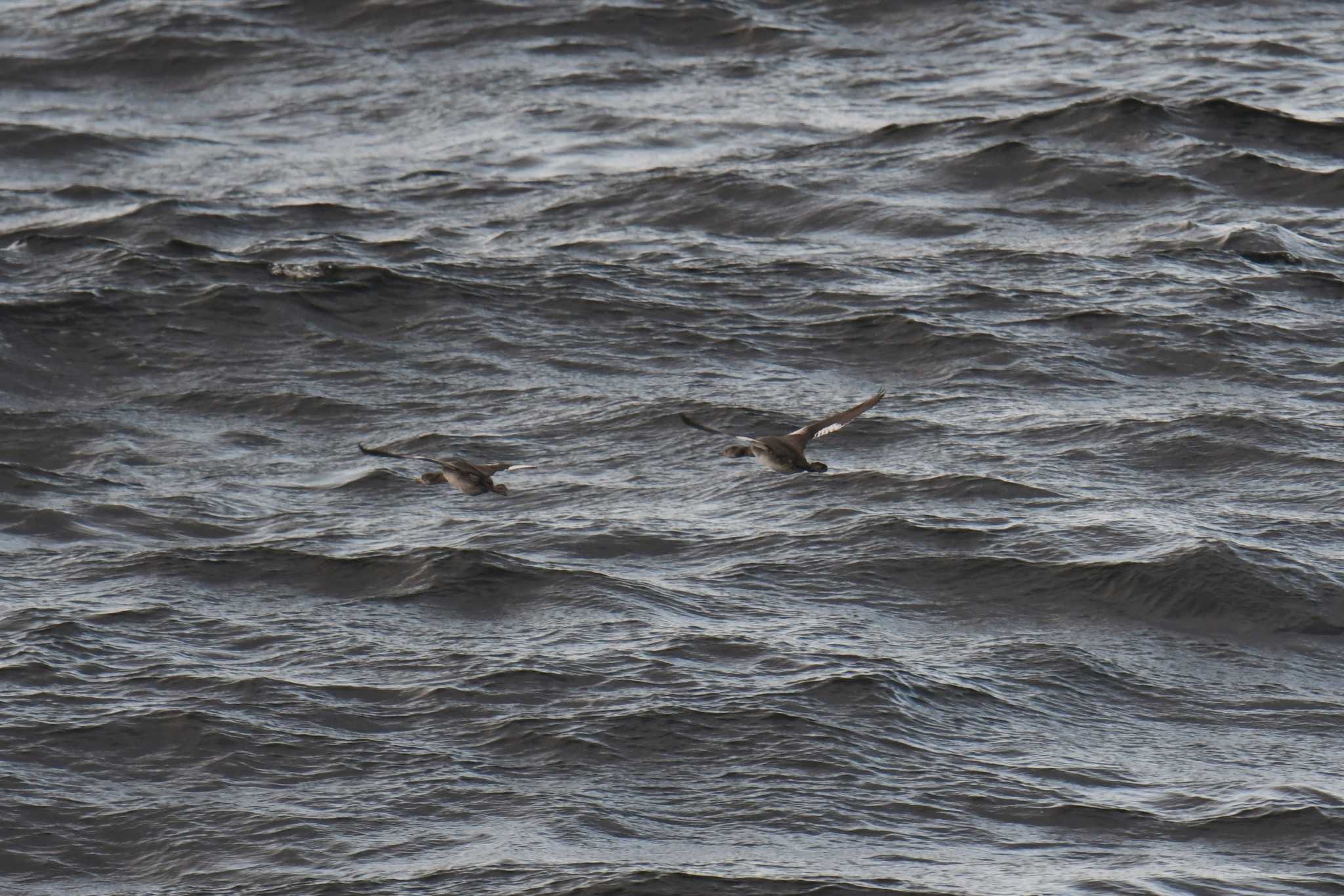 Red-necked Grebe