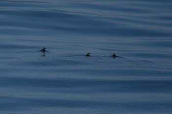 Rhinoceros Auklet 大洗-苫小牧航路 Sat, 3/16/2019