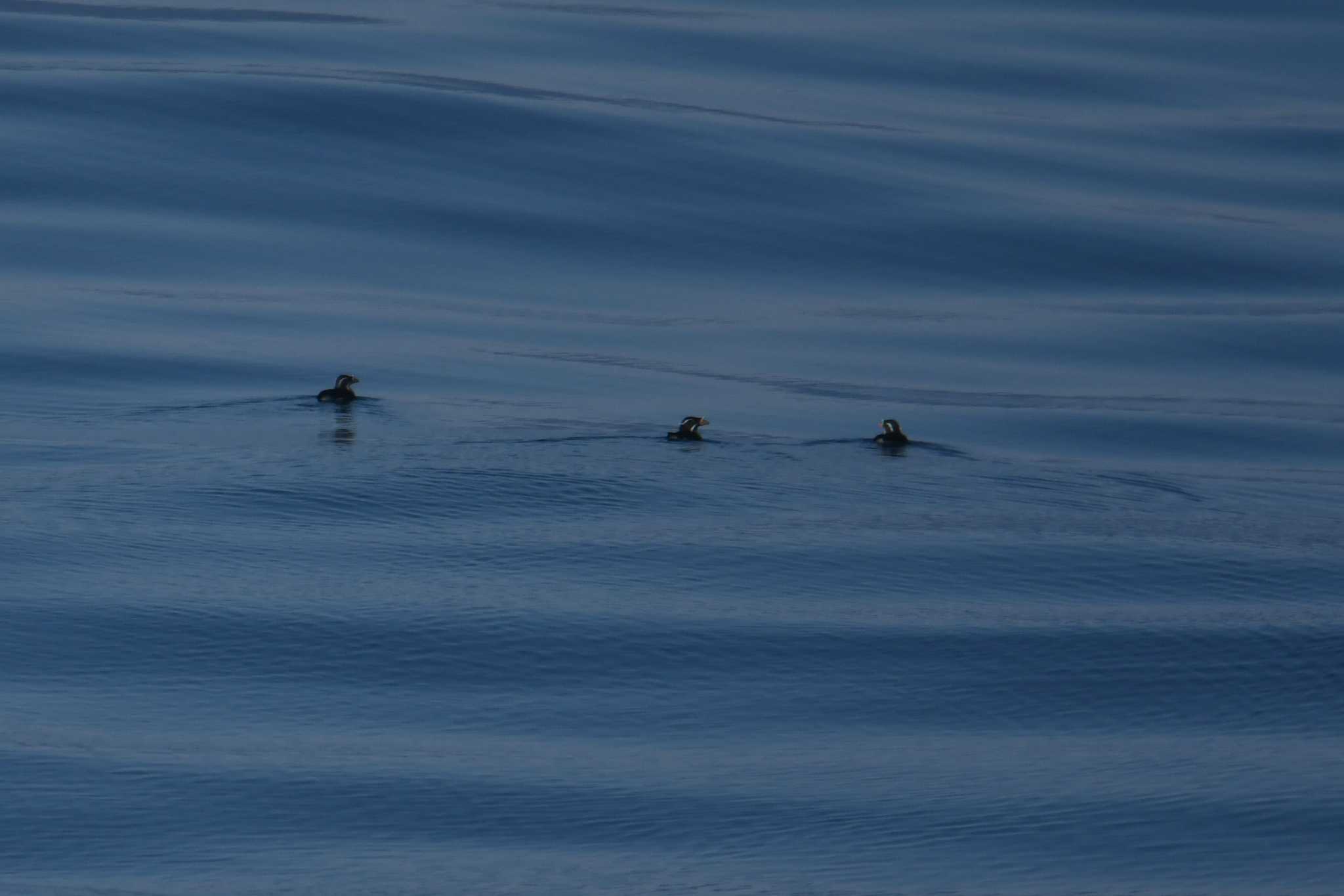 Rhinoceros Auklet