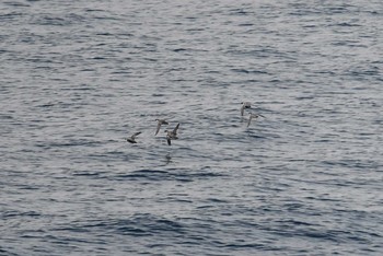 Ancient Murrelet 大洗-苫小牧航路 Sun, 3/17/2019