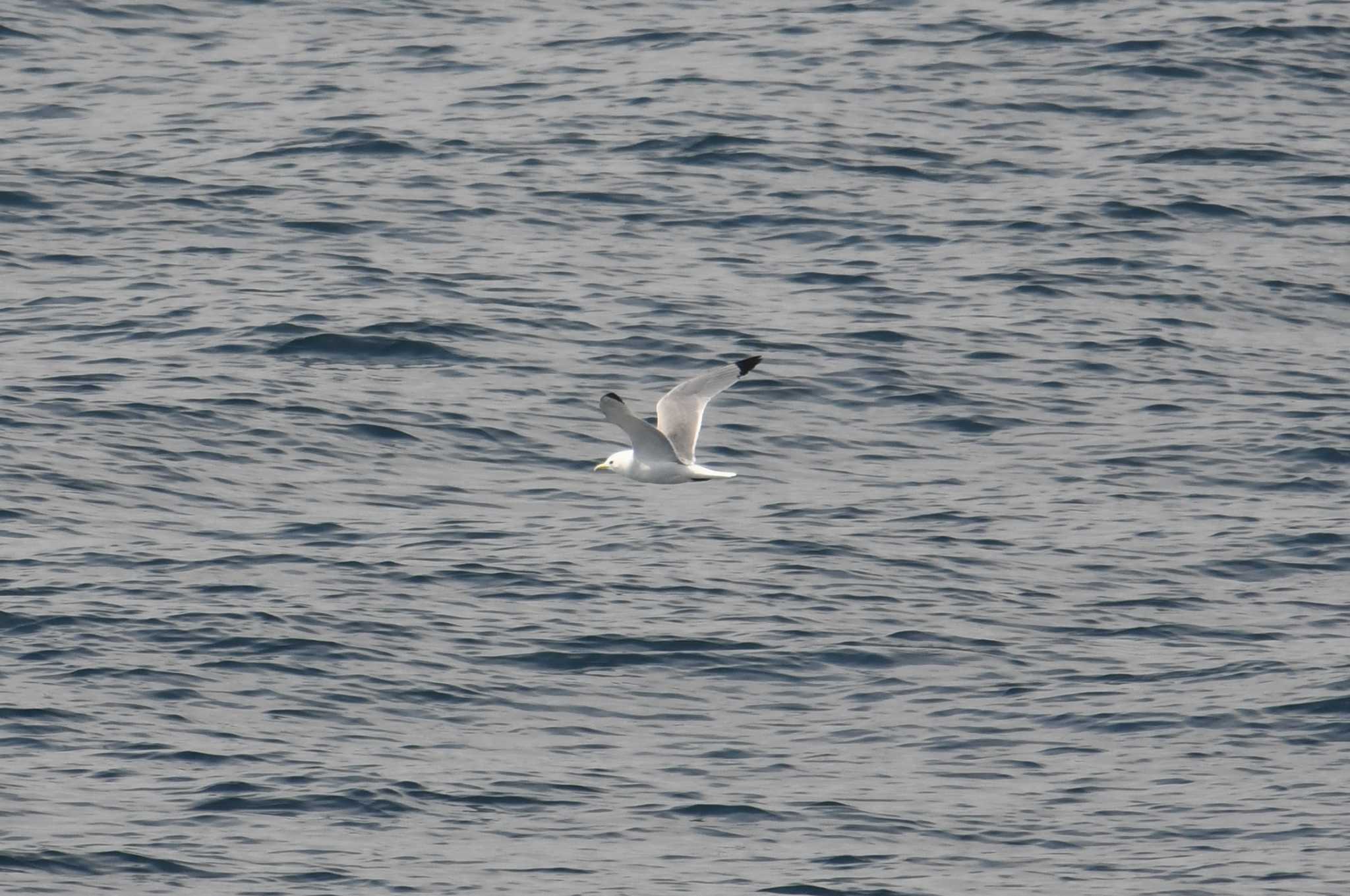 Black-legged Kittiwake