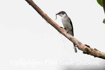 リュウキュウサンショウクイ 石垣島 2019年3月25日(月)