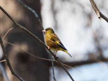 カワラヒワ 秋ヶ瀬公園 2019年3月24日(日)