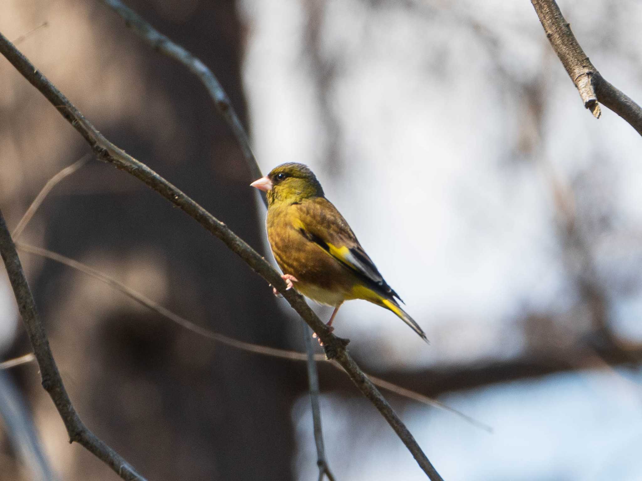 秋ヶ瀬公園 カワラヒワの写真 by ryokawameister